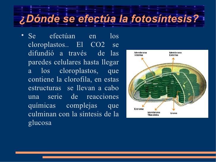 Descargar diapositivas de la fotosintesis 53 Descargar diapositivas de la fotosintesis 92